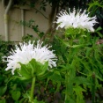 暑い中　白の花と涼し気な花が咲いたよ