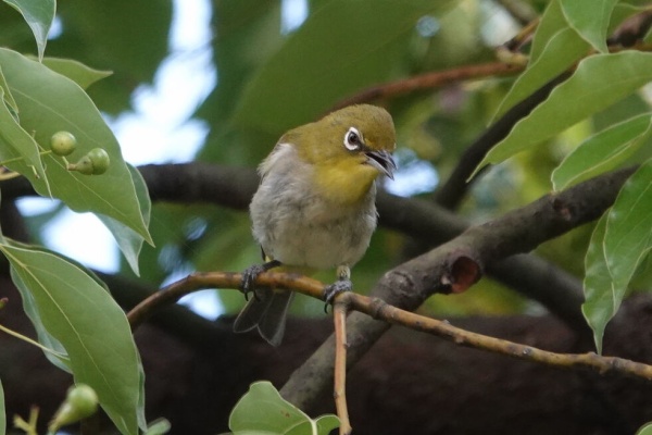 鳥写真マンガ - 野鳥マンガ