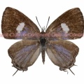 シリンクスミツオシジミ♀ (ボルネオ) Horaga syrinx maenala