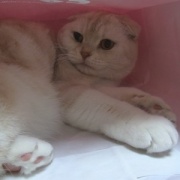 暴れん坊猫よりいろいろやらかしていた猫