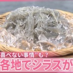 しらす「やっと生まれてきたよ、早く大きくなりたいなぁ」