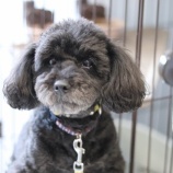 『保護犬＆猫の譲渡会のお知らせ』の画像