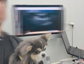 11歳越えでオールクリア！まりちゃん、4.5歳レベルの健やかチワワでした