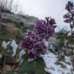 コロラド挑戦記　ワーキングマザーさくらの日々