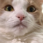 「お顔にお水がついていますよ」と猫に言ったら・・・