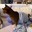 カーディガンの中の住人
