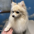 ポメラニアン シャンプーセットコース 西宮店 西中 1004225587