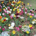 浮間公園のチューリップ、桜草など