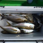 今日の海楽園blog