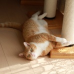 ミミオレ。