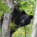 『四国にクマは約１６～２４頭』どこにいる?