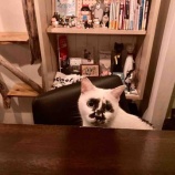 『Muddy Cat 定期便 9/27〜10/1』の画像