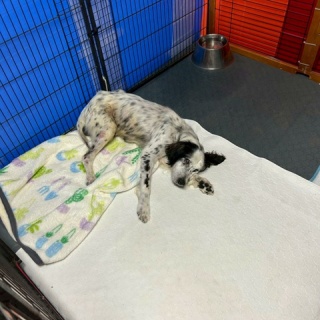 GUNDOG RESCUE CACI 活動ブログ