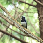 青色鳥撮り
