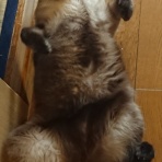 ネル＆テト日記＋４猫