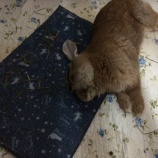 『ウサギの斜頸　～娘の闘病日誌2～』の画像