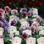 モナガーデン_中西園芸のblog