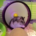 ヒメのいる暮らし。in LA