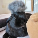 堂々の うたーっち。