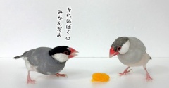 みかんを半分こに