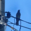 今朝の野鳥　ツバメ・ヒヨドリ