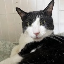 里親さんを待ってる猫たち(2/28)