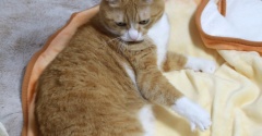 やっぱりよく見ない猫。