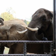 媛ちゃんの19歳のお誕生会♪　（３）
