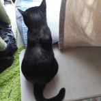 にゃんこ速報～修羅場・キチママ・生活まとめ～