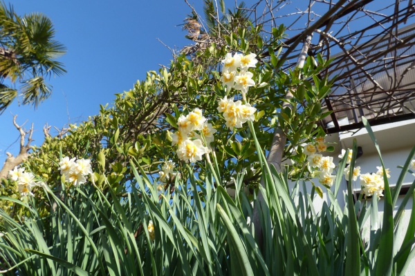 バド菜園 バドの自然と遊ぼうゆったり菜園らいふ 水仙