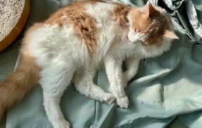 カーテンを洗う時の猫との攻防戦