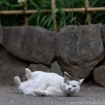 猫写真家・沖 昌之のブログ　野良ねこちゃんねる。　