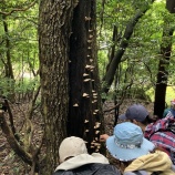 『探検クラブ』の画像