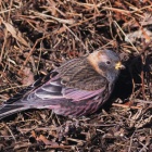 『投稿：4年ぶりに関東の定番スポットに来たハギマシコ　2023/03/13』の画像