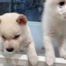 白いもふもふ