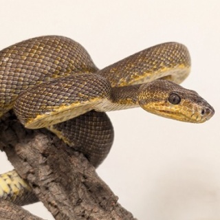 爬虫類クラブJ 横須賀店ブログ