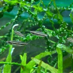 フィッシュショップFUJIのblog