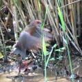 羽ばたく緋水鶏を撮る🪿（多々良沼公園）