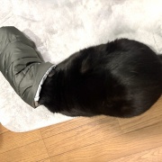 夫の今日の猫自慢