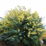 『ひまわり（5700回記念）（13）私のヒマワリ（7）』の画像