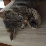 夜中、猫と寝た結果こうなった話