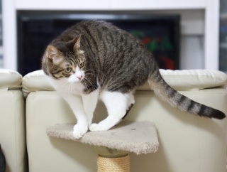 すぐ真似っこしてみる猫。