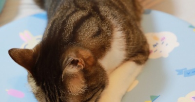 意外と乗らない猫。