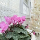 ✳︎ホワイトクリスマスの世界に優しいピンクのシクラメン