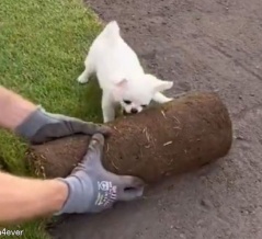 「ここはまかせて！」ちいさな犬が全身を使ってロール芝の敷設を手伝う