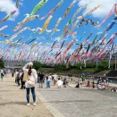 芥川のこいのぼりが泳ぎ始めた！！　5月5日（火）まで　2026年