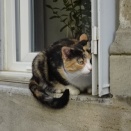 ミルポワで出会った猫