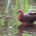 ヒクイナの蔵出し画像🦜🖥️（多々良沼公園）