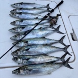 『大阪湾サゴシゲーム』の画像