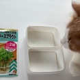 ダイソーで買った50円の種と330円のお人形